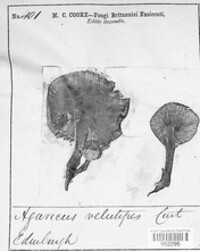 Flammulina velutipes image